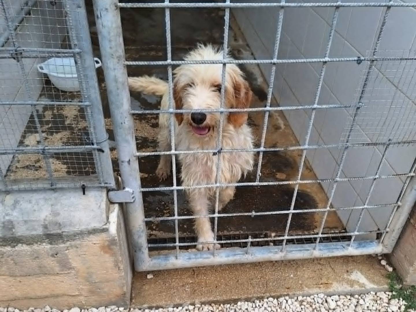 Adotta un cane, femmina, 1 anno e 11 mesi, Bari