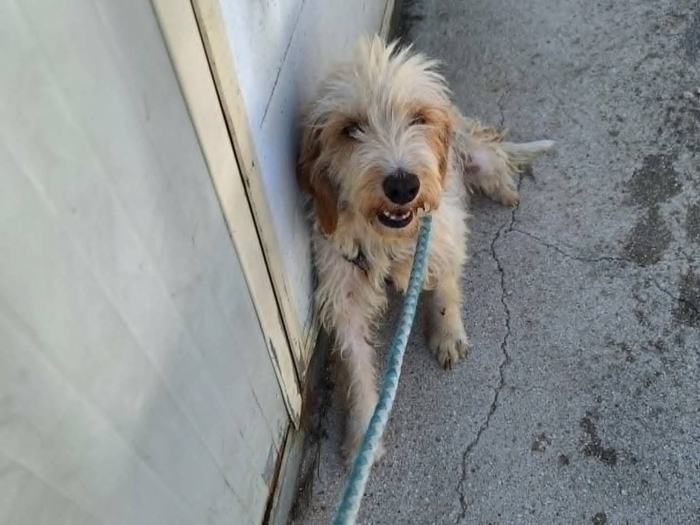 Adotta un cane, taglia media contenuta, femmina, Bari