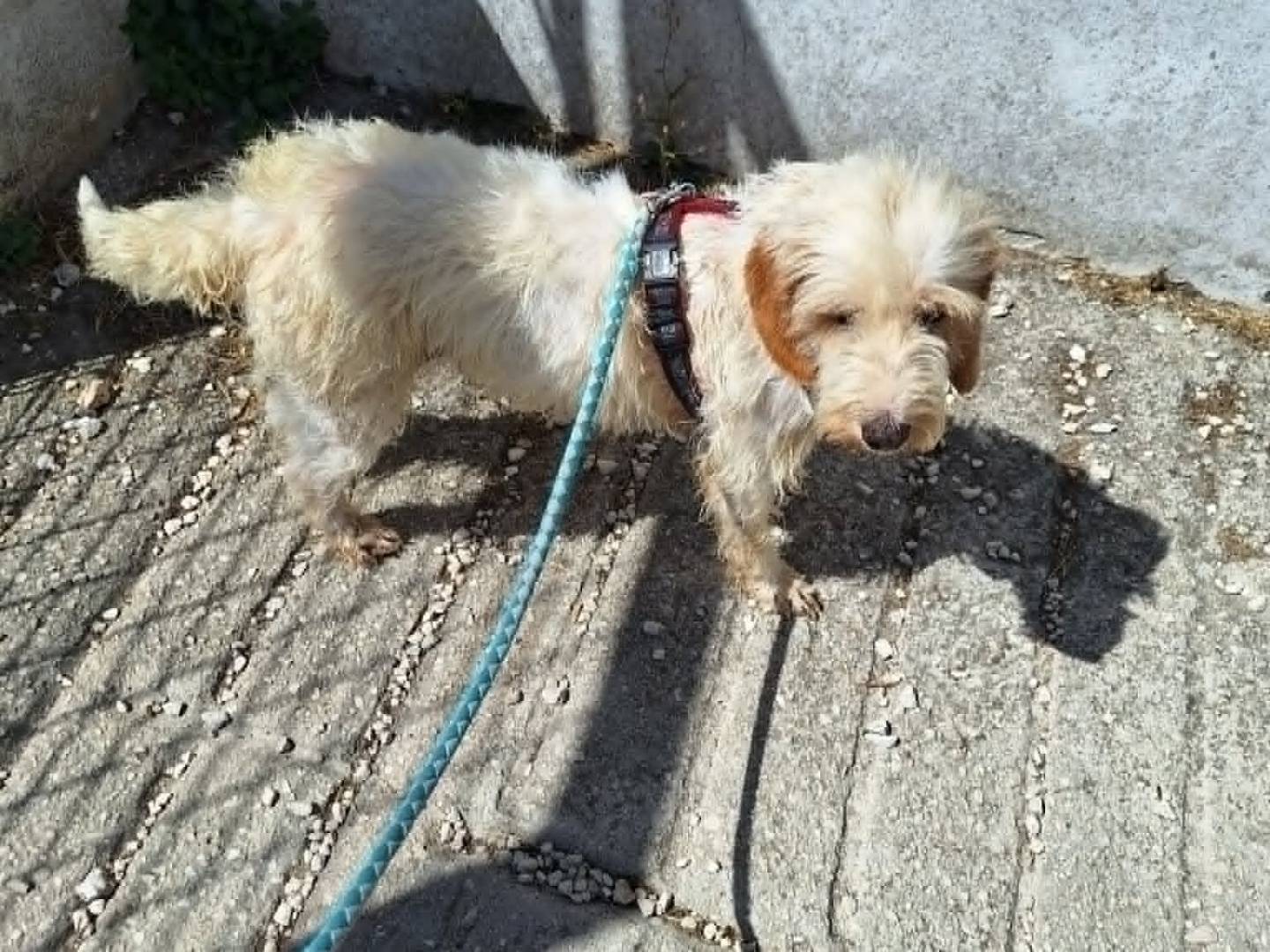 Vuoi adottare un cane a Bari?