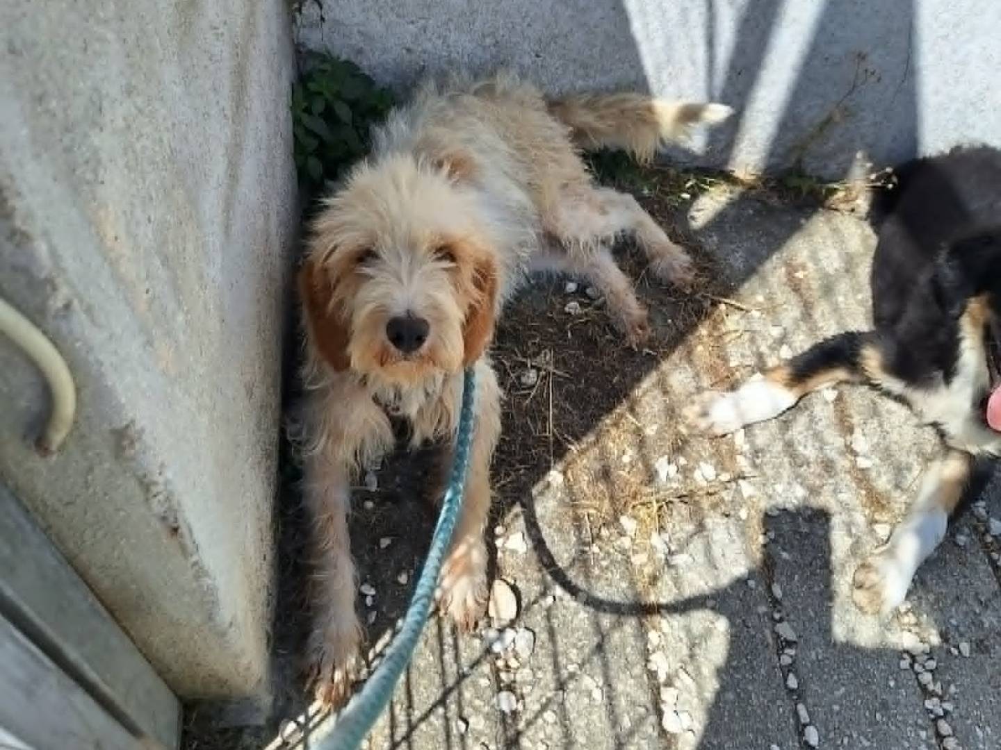 Adotta il cane Lady a Bari