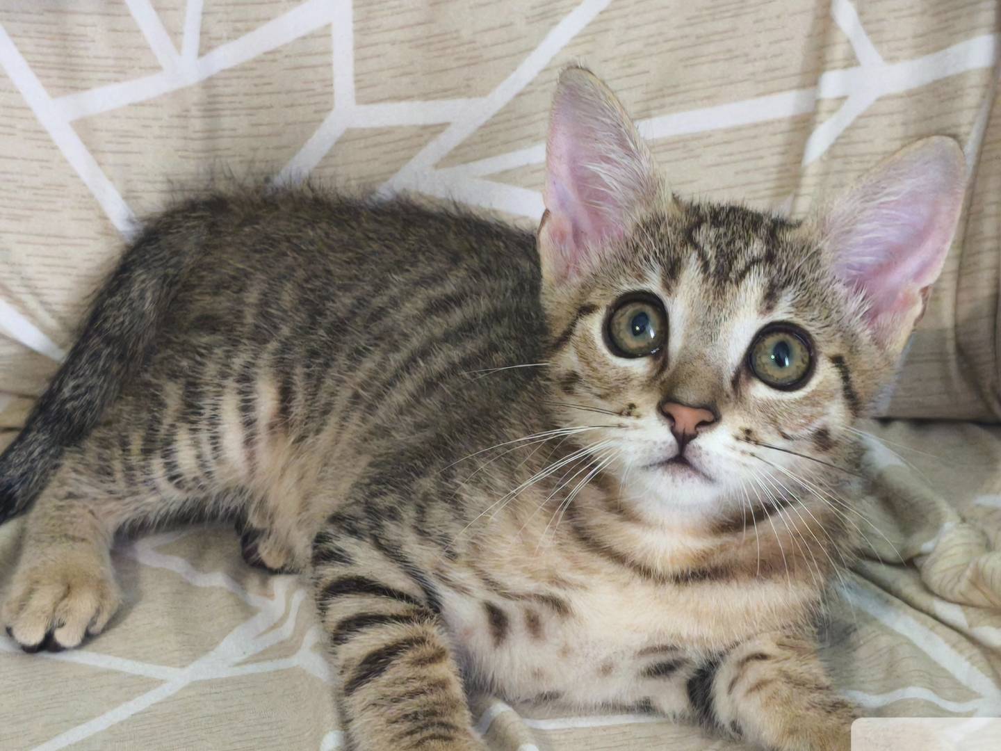 Adozione gatto, maschio, Razza sconosciuta Razza sconosciuta, 2 mesi, taglia non valida, Catanzaro