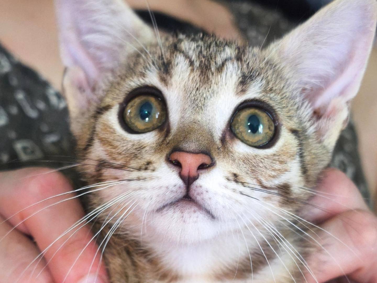Adotta un gatto, maschio, 2 mesi, Catanzaro