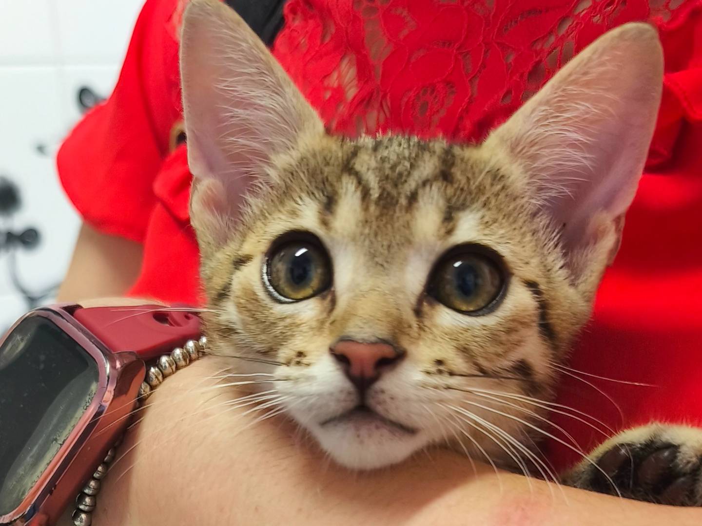 Vuoi adottare un gatto a Catanzaro?