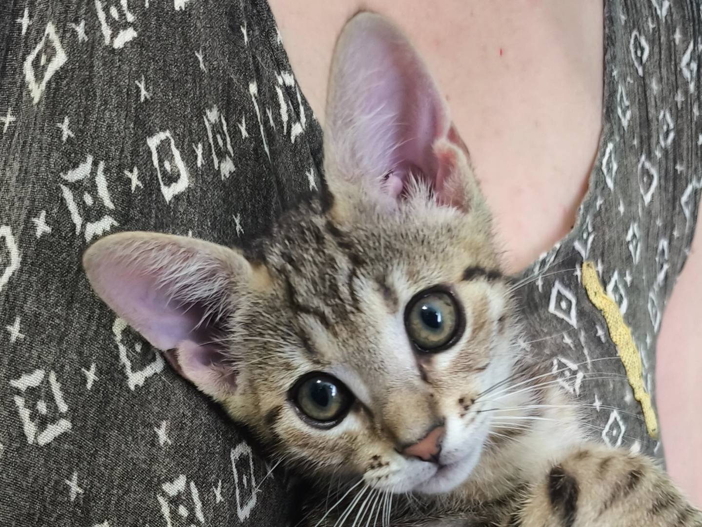Adotta il gatto Aslan a Catanzaro