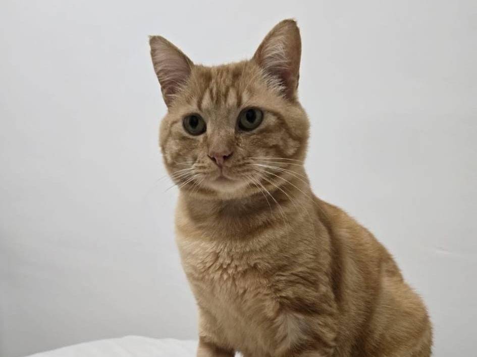 Adozione gatto, maschio, Razza sconosciuta Razza sconosciuta, 5 anni e 2 mesi, taglia non valida, Milano