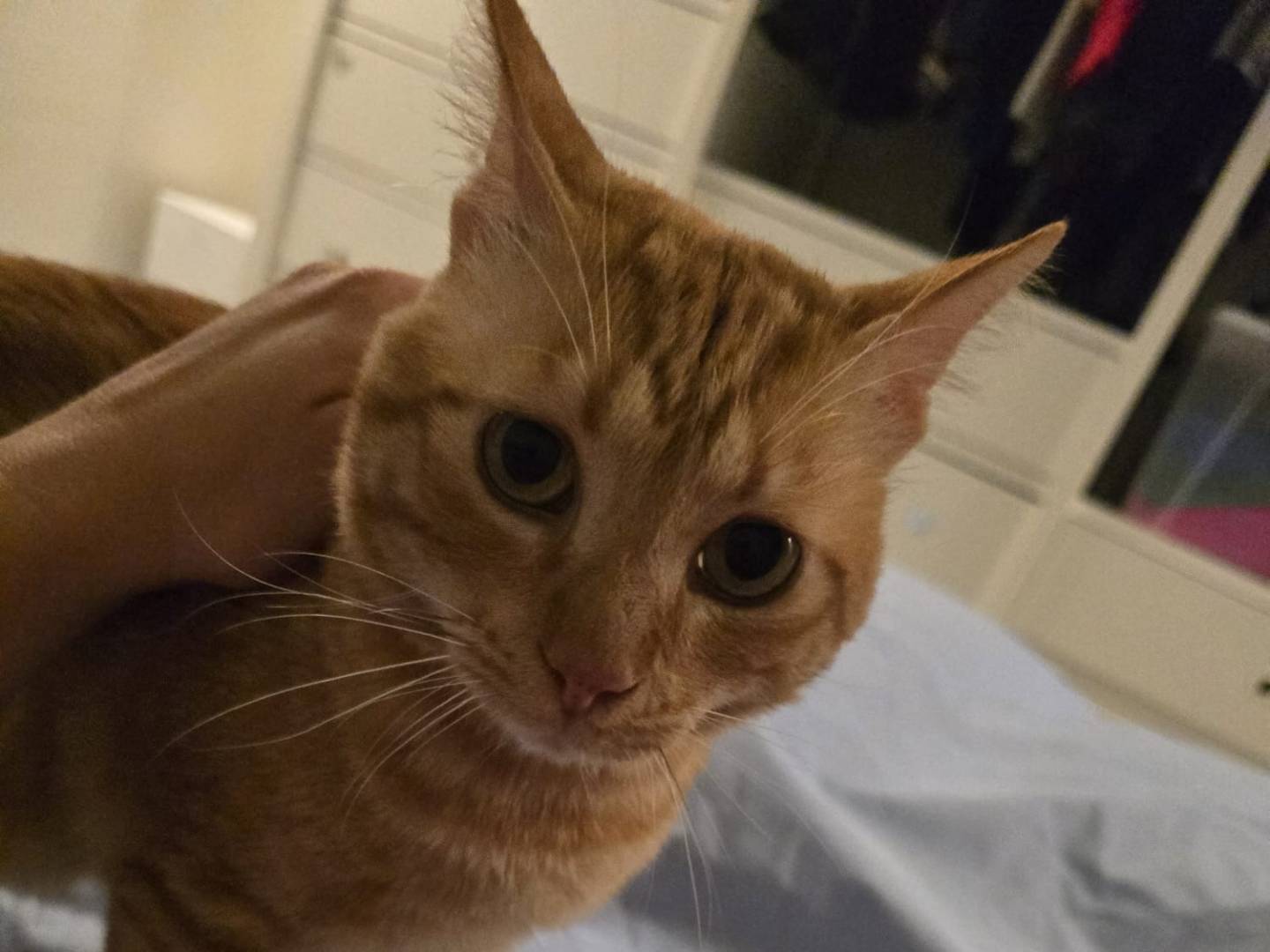 Adotta un gatto, maschio, 5 anni e 2 mesi, Milano