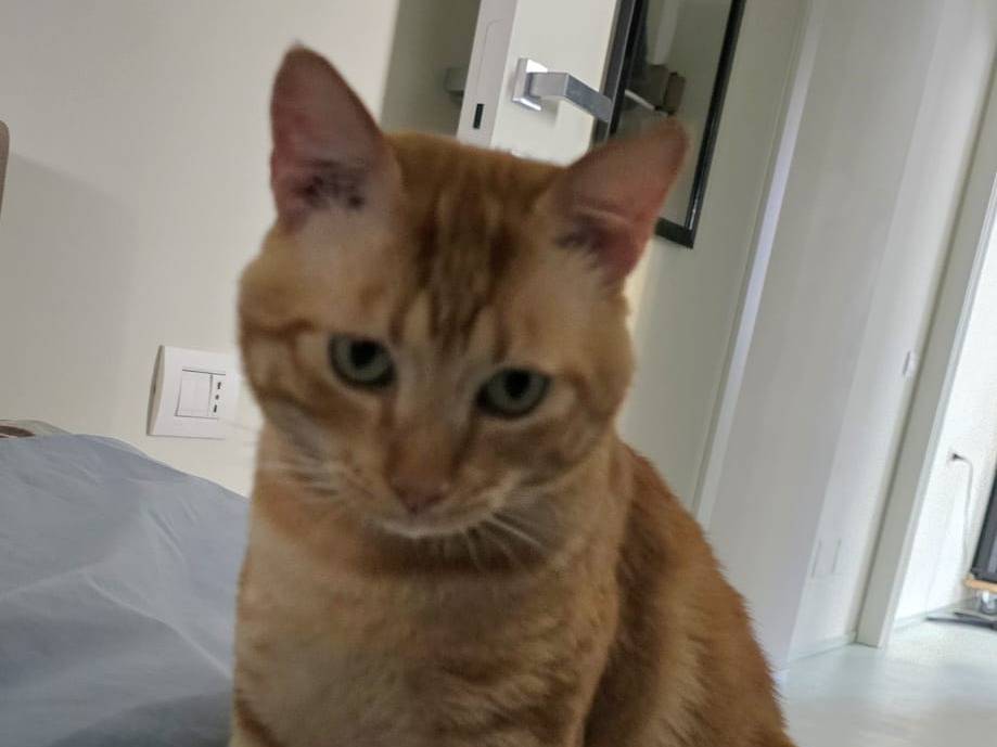 Vuoi adottare un gatto a Milano?