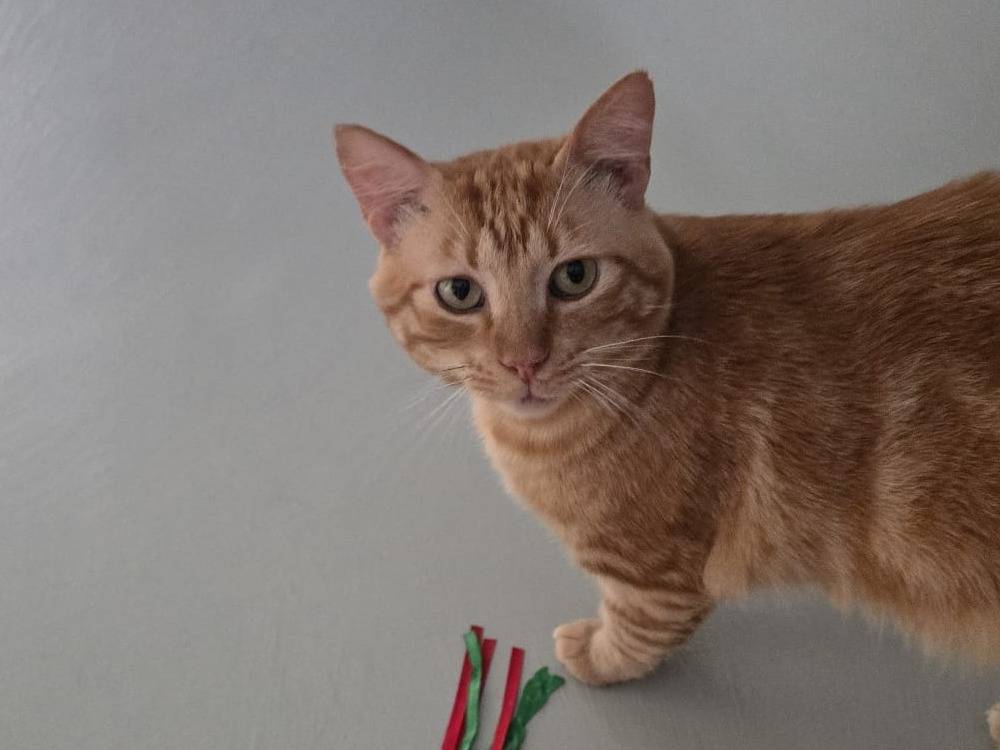 Adotta il gatto Giuliano a Milano