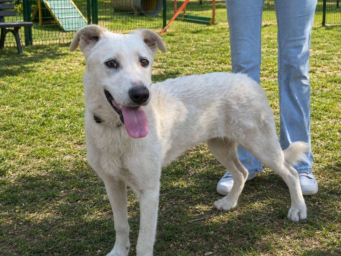 Adotta un cane, taglia media, femmina, Brescia