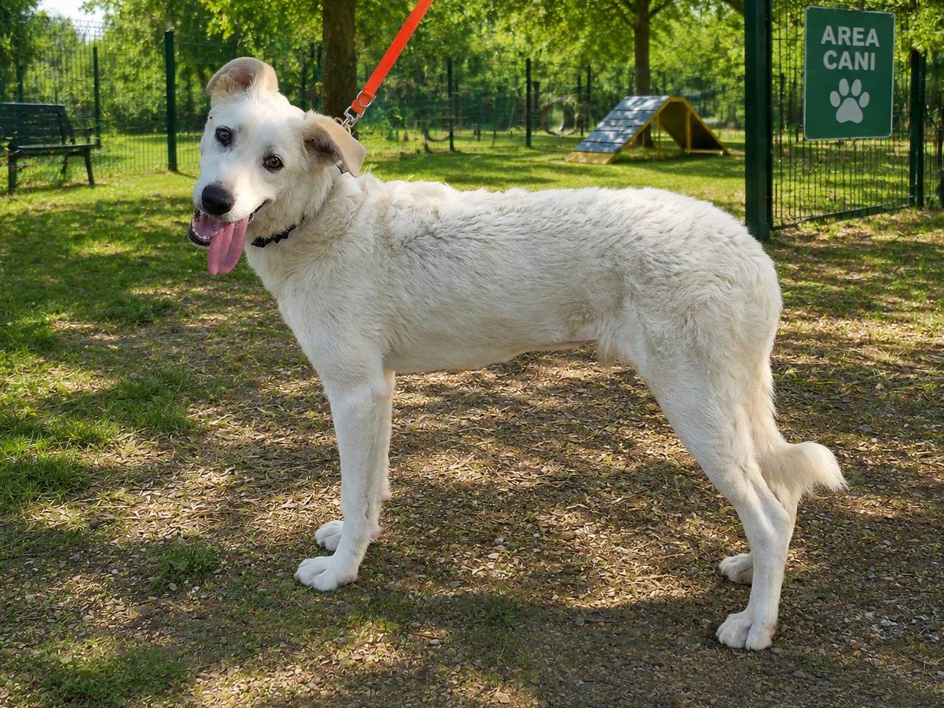 Adozione cane, femmina, Razza sconosciuta Razza sconosciuta, 7 mesi, taglia media, Brescia