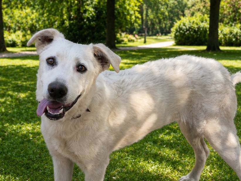 Adotta un cane, femmina, 7 mesi, Brescia