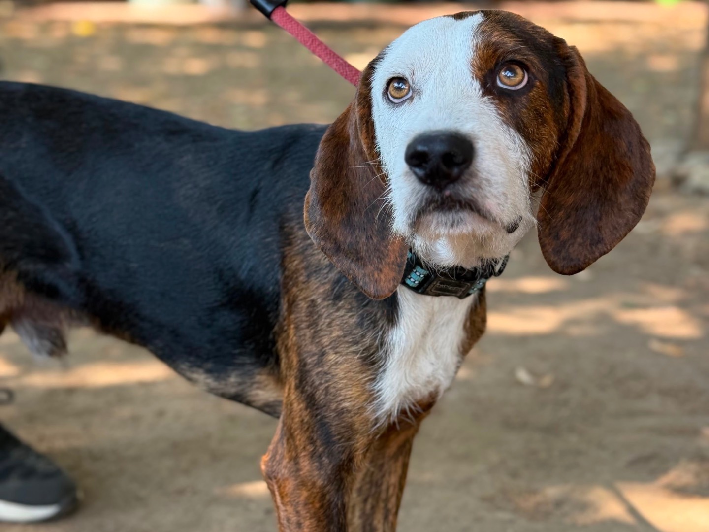 Adotta un cane, taglia media, maschio, Milano