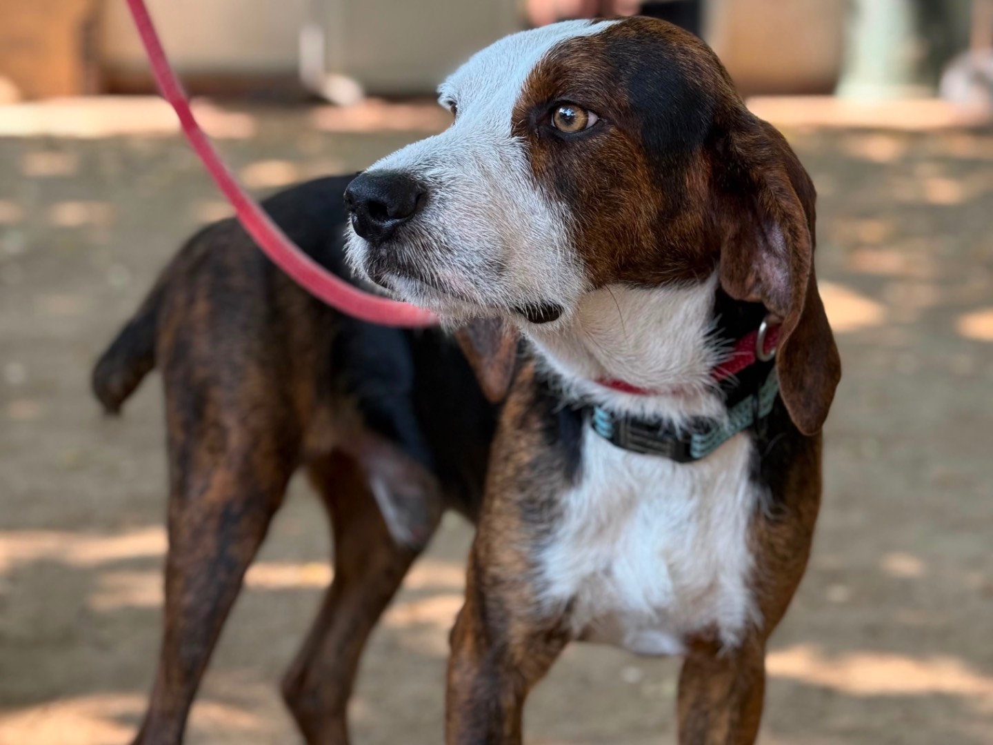 Vuoi adottare un cane a Milano?