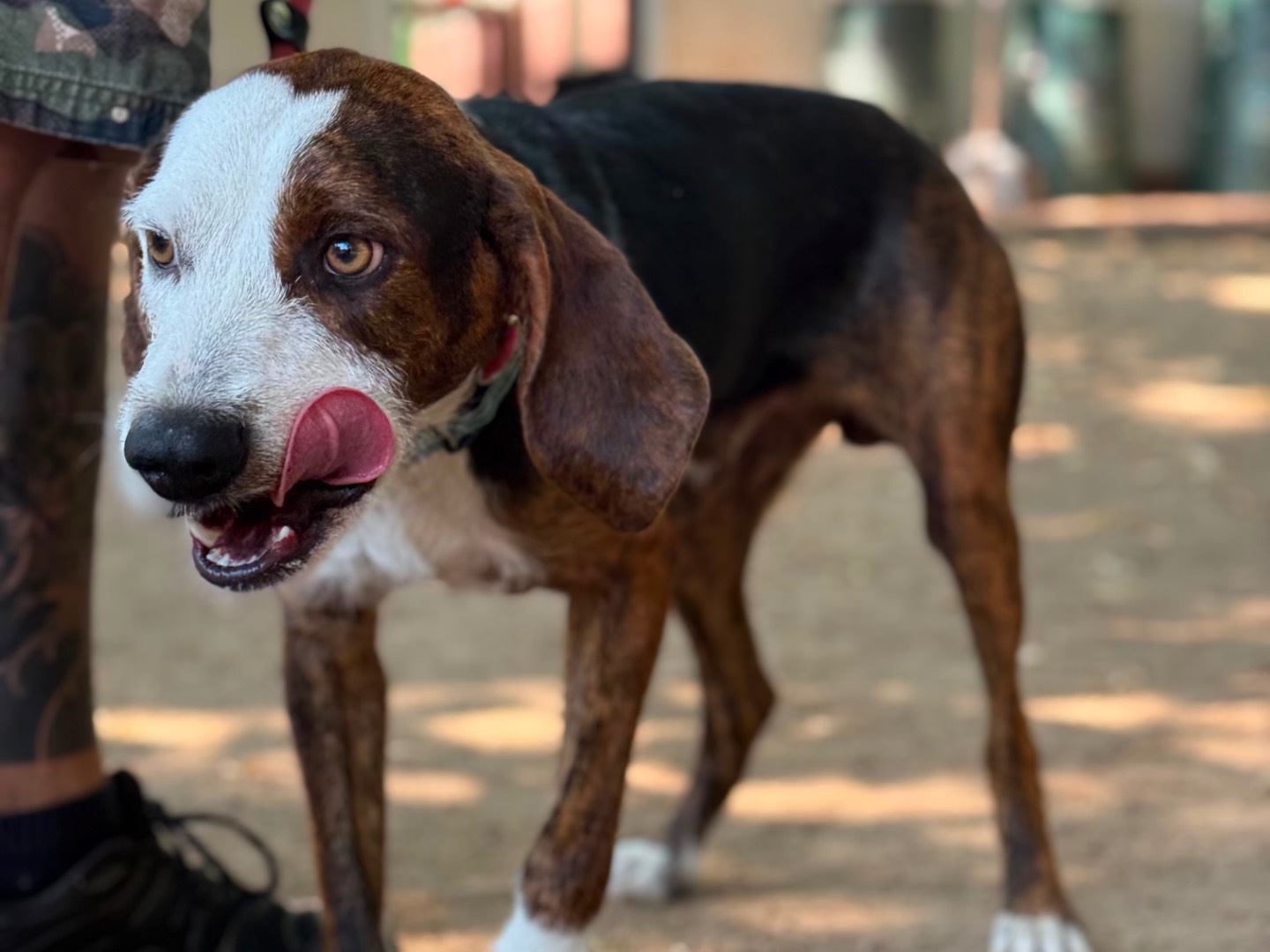 Adotta il cane Theo a Milano