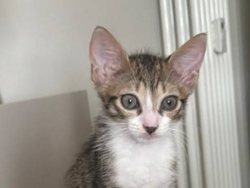 Adozione gatto, femmina, Razza sconosciuta Razza sconosciuta, 2 mesi, taglia non valida, Genova