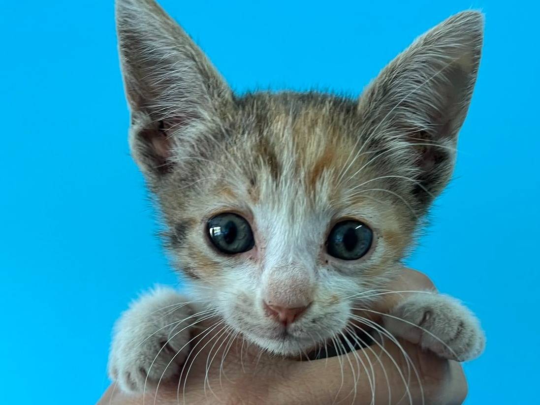 Adozione gatto, femmina, Razza sconosciuta Razza sconosciuta, 2 mesi, taglia non valida, Catanzaro