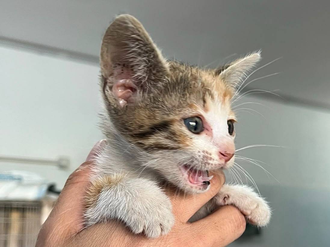 Adotta un gatto, femmina, 2 mesi, Catanzaro