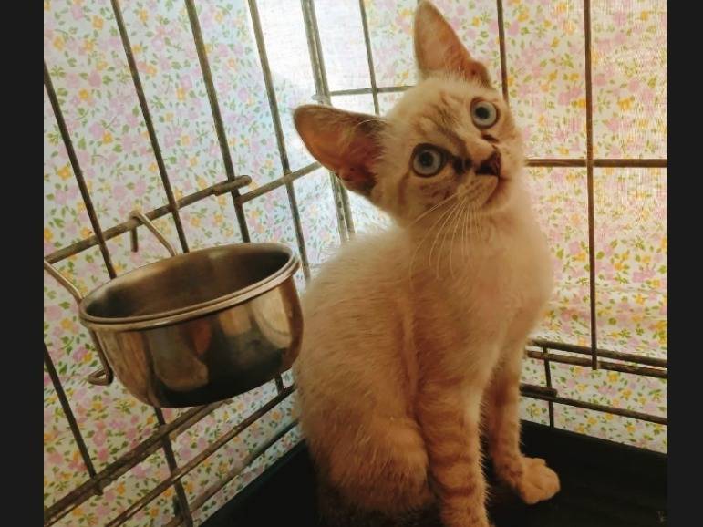 Adozione gatto, femmina, Razza sconosciuta Razza sconosciuta, 3 mesi, taglia non valida, Catania
