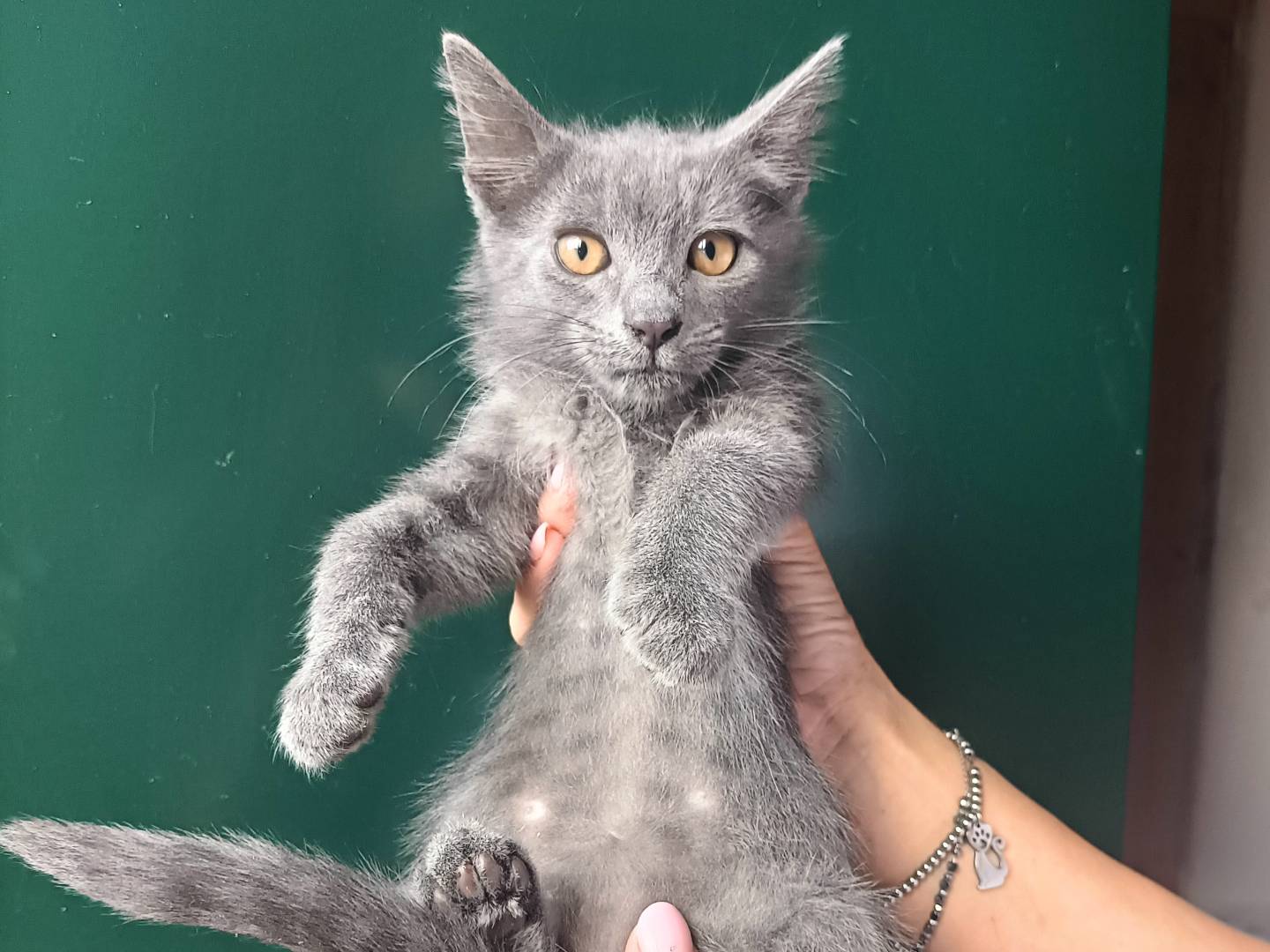 Adozione gatto, femmina, Razza sconosciuta Razza sconosciuta, 2 mesi, taglia non valida, Catania