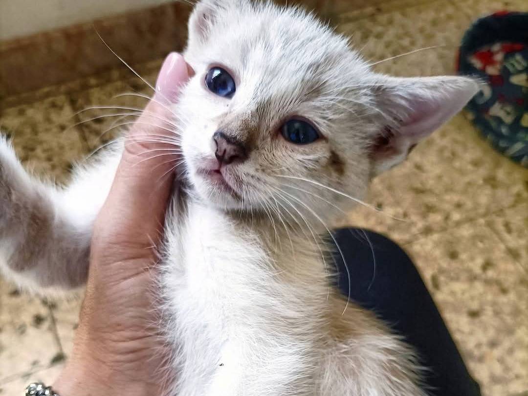 Adotta un gatto, femmina, 2 mesi, Catania