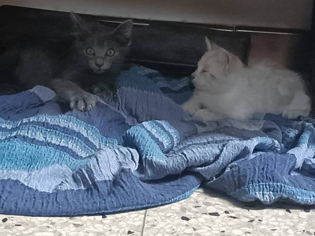 Adotta un gatto, taglia non valida, femmina, Catania