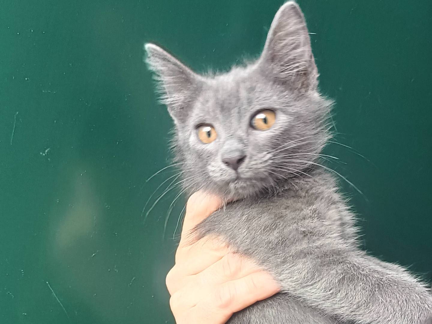 Vuoi adottare un gatto a Catania?