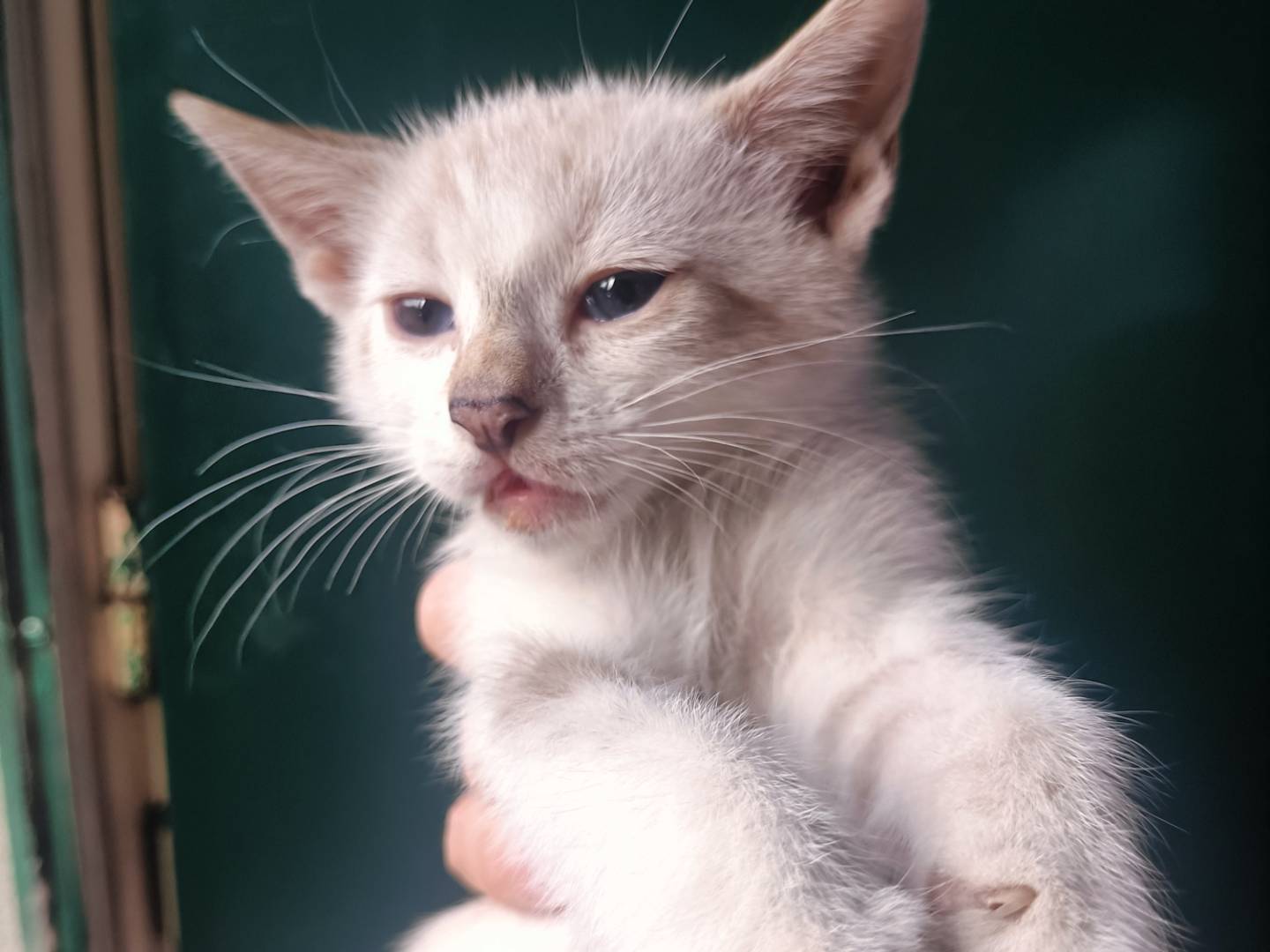 Adotta il gatto Pepa e kimba a Catania