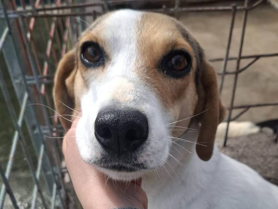 Adozione cane, femmina, Razza sconosciuta Razza sconosciuta, 4 anni e 2 mesi, taglia media, Brescia