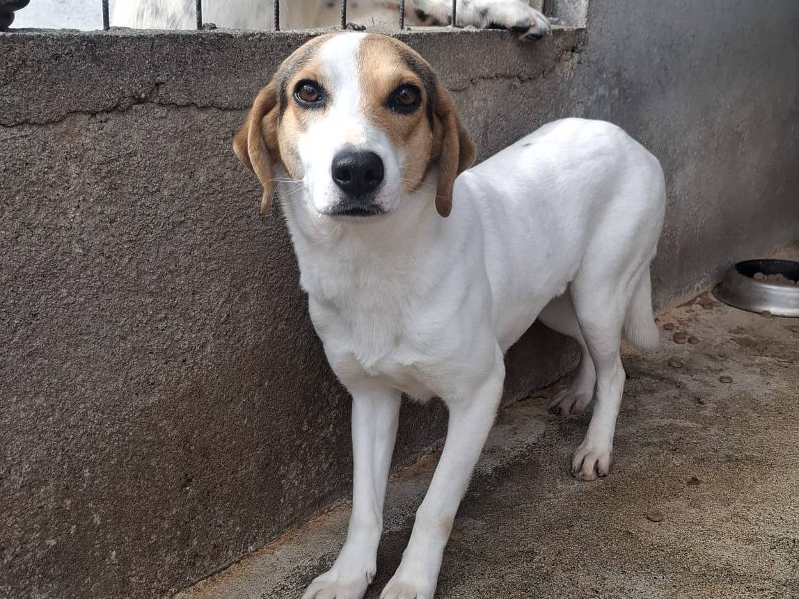 Adotta un cane, taglia media, femmina, Brescia