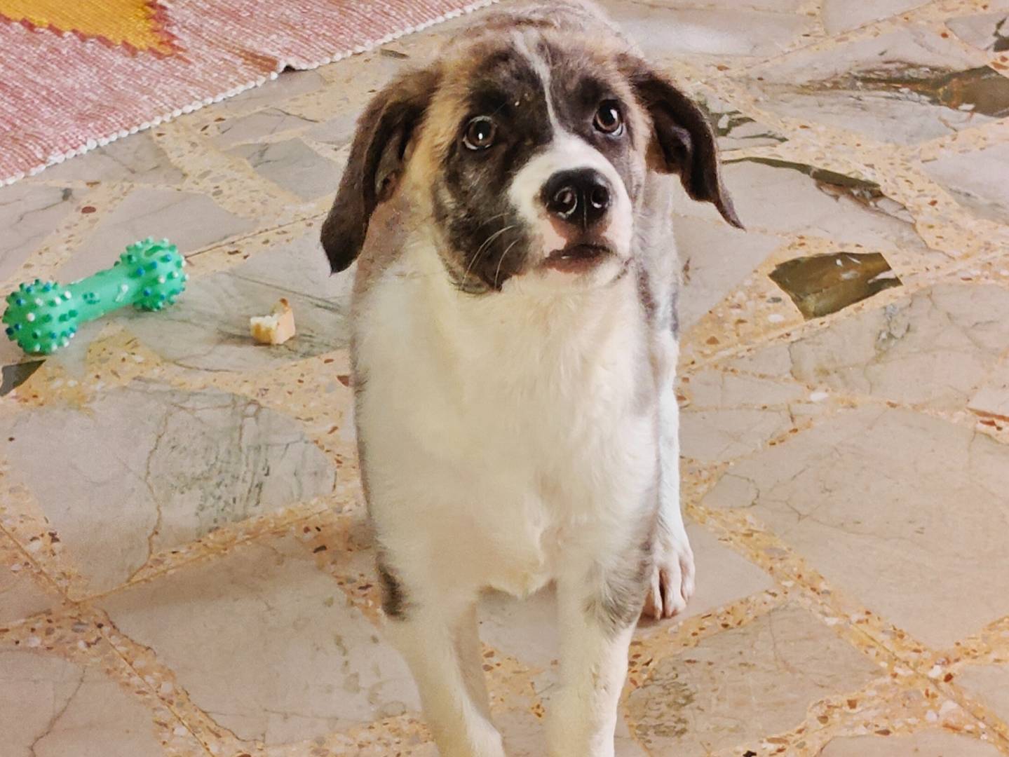 Adozione cane, maschio, Razza sconosciuta Razza sconosciuta, 3 mesi, taglia media, Trapani