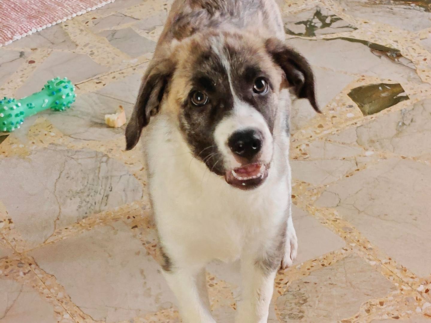 Adotta un cane, maschio, 3 mesi, Trapani