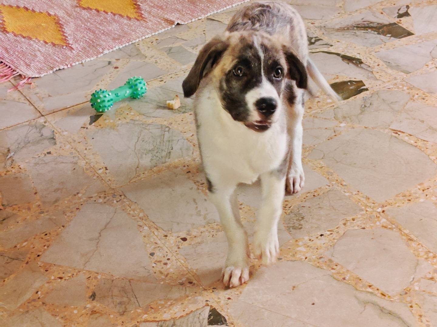 Adotta un cane, taglia media, maschio, Trapani