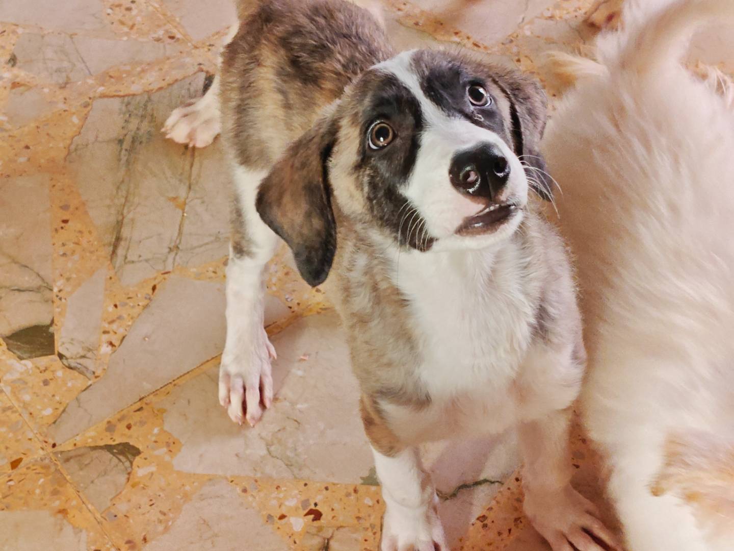 Adozione cane, maschio, Razza sconosciuta Razza sconosciuta, 3 mesi, taglia media, Monza