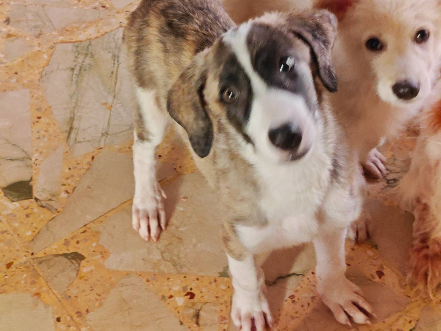Adotta un cane, maschio, 3 mesi, Monza