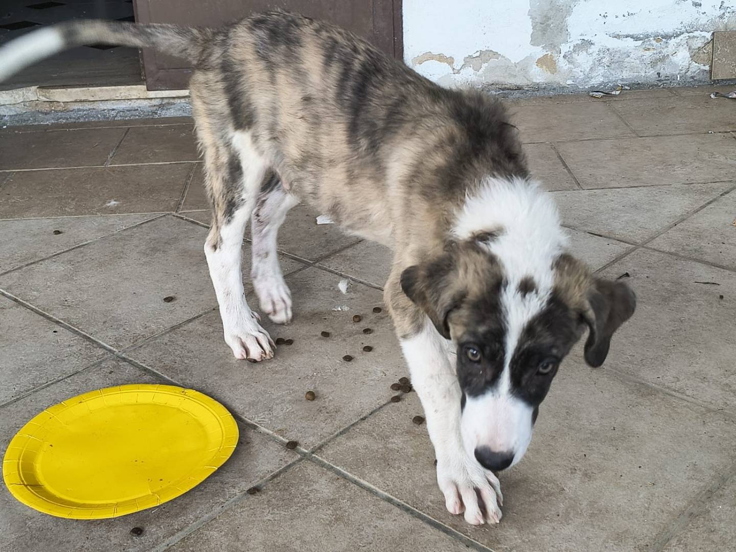 Adotta un cane, taglia media, maschio, Monza