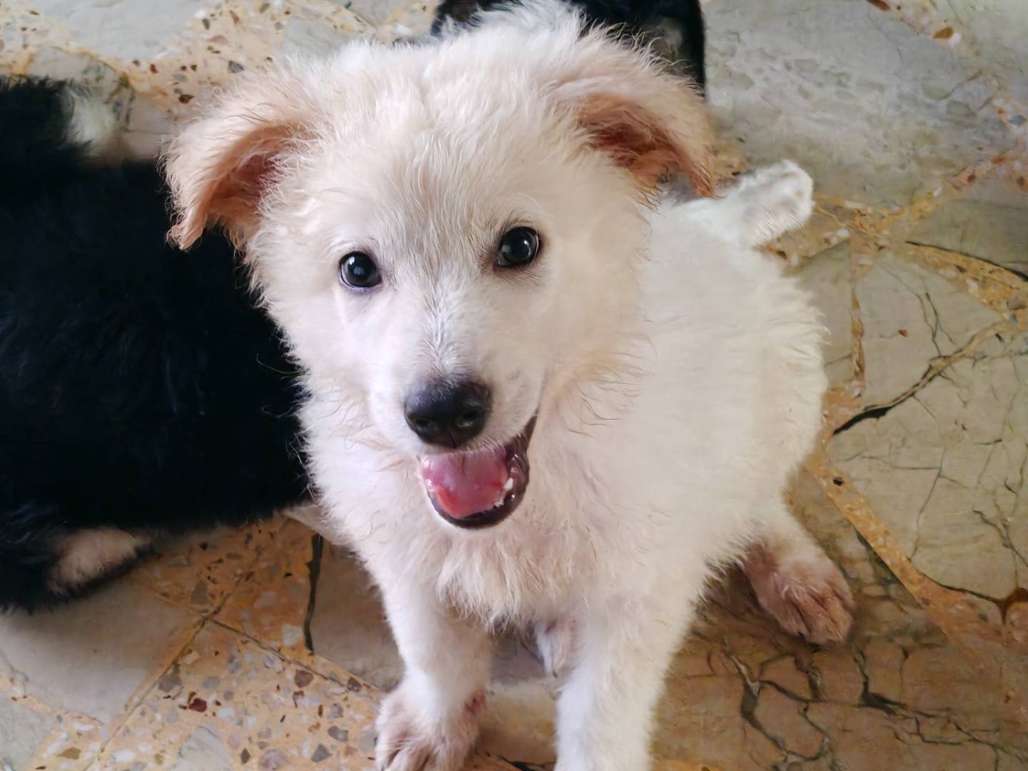 Adotta un cane, maschio, 3 mesi, Como