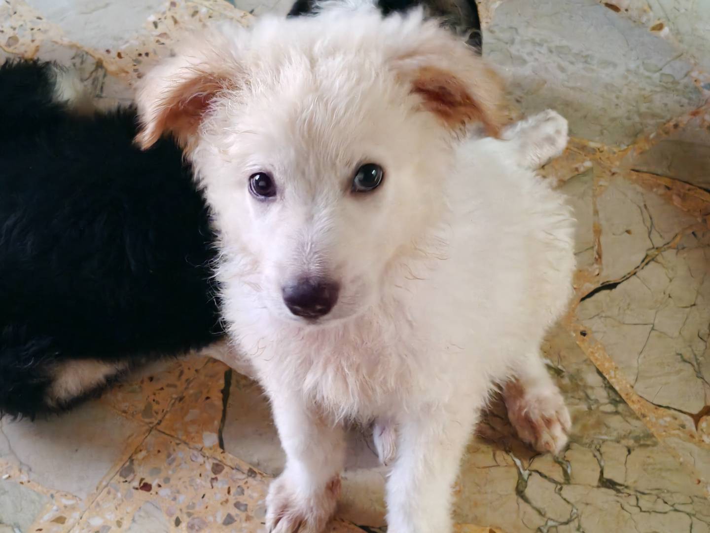 Adotta un cane, taglia media, maschio, Como