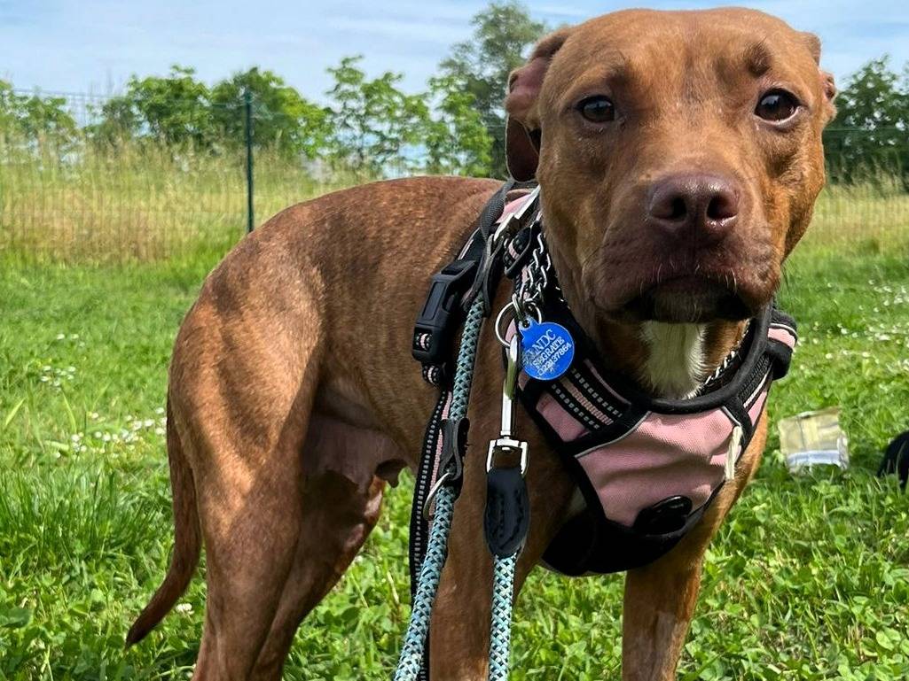 Adozione cane, femmina, Razza sconosciuta Razza sconosciuta, 1 anno e 8 mesi, taglia media, Milano