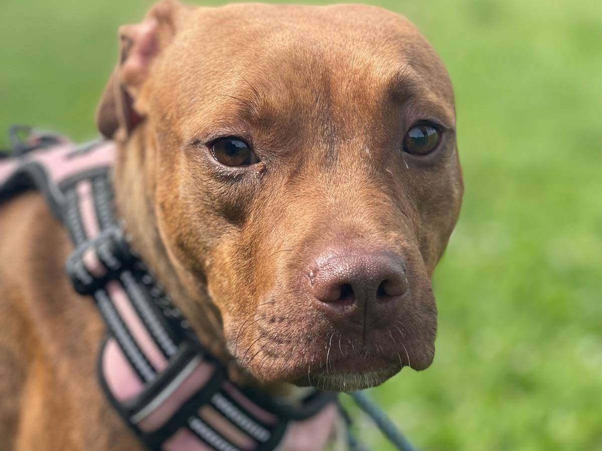 Vuoi adottare un cane a Milano?