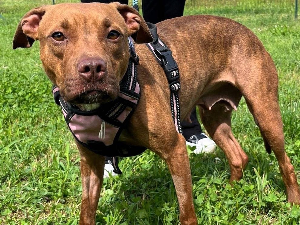 Adotta il cane ALMA a Milano