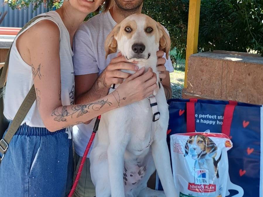 Adozione cane, maschio, Razza sconosciuta Razza sconosciuta, 8 mesi, taglia media contenuta, Como