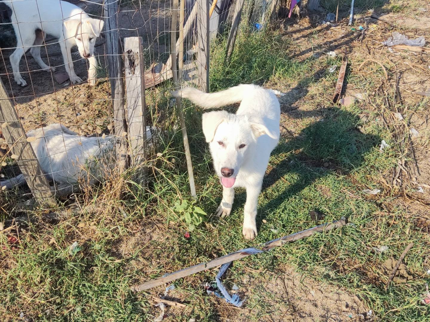 Adozione cane, maschio, Razza sconosciuta Razza sconosciuta, 5 mesi, taglia media, Ascoli