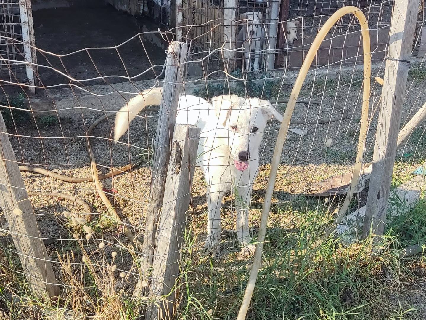 Adotta un cane, maschio, 5 mesi, Ascoli