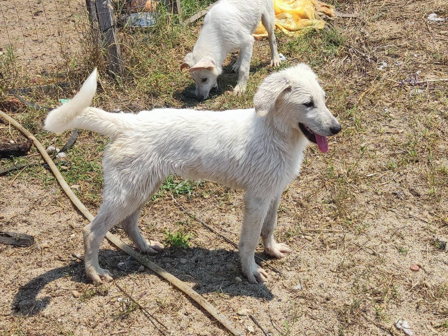 Adotta un cane, taglia media, maschio, Ascoli