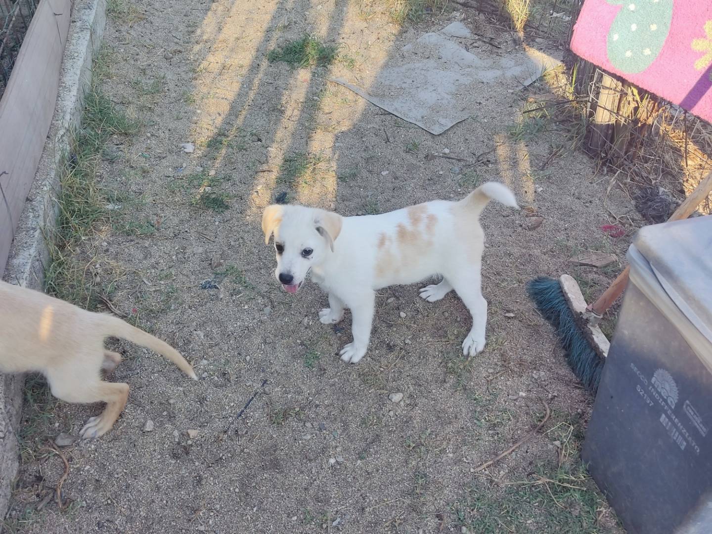 Adotta un cane, maschio, 5 mesi, Viterbo