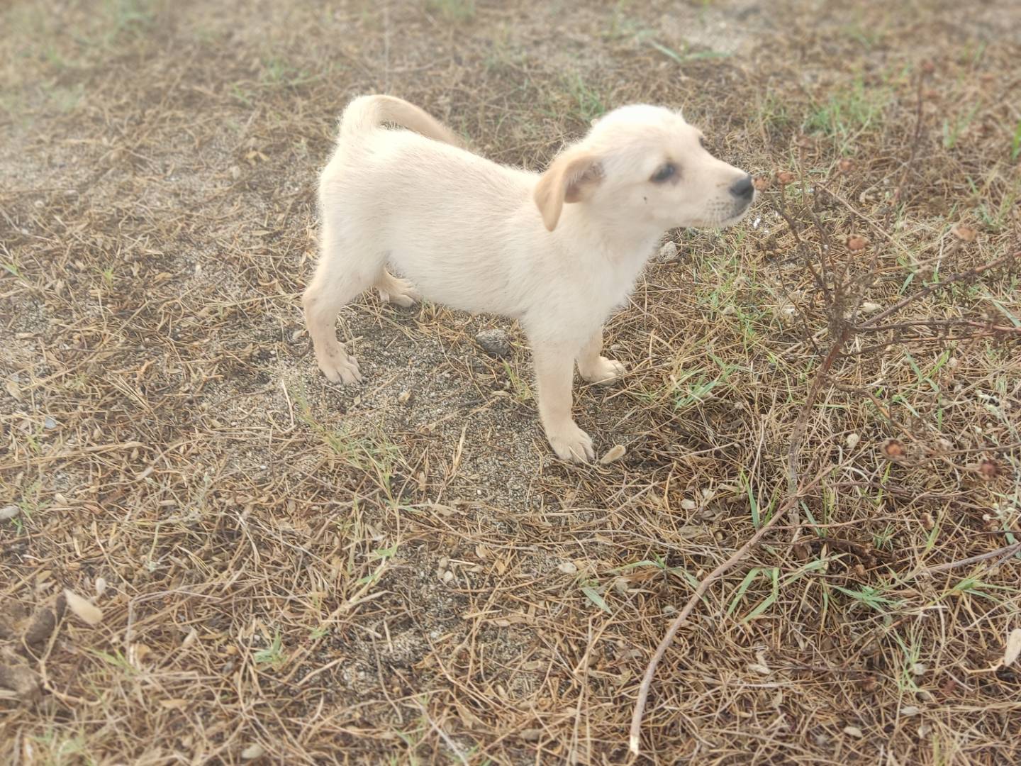 Adozione cane, maschio, Razza sconosciuta Razza sconosciuta, 4 mesi, taglia media contenuta, Como