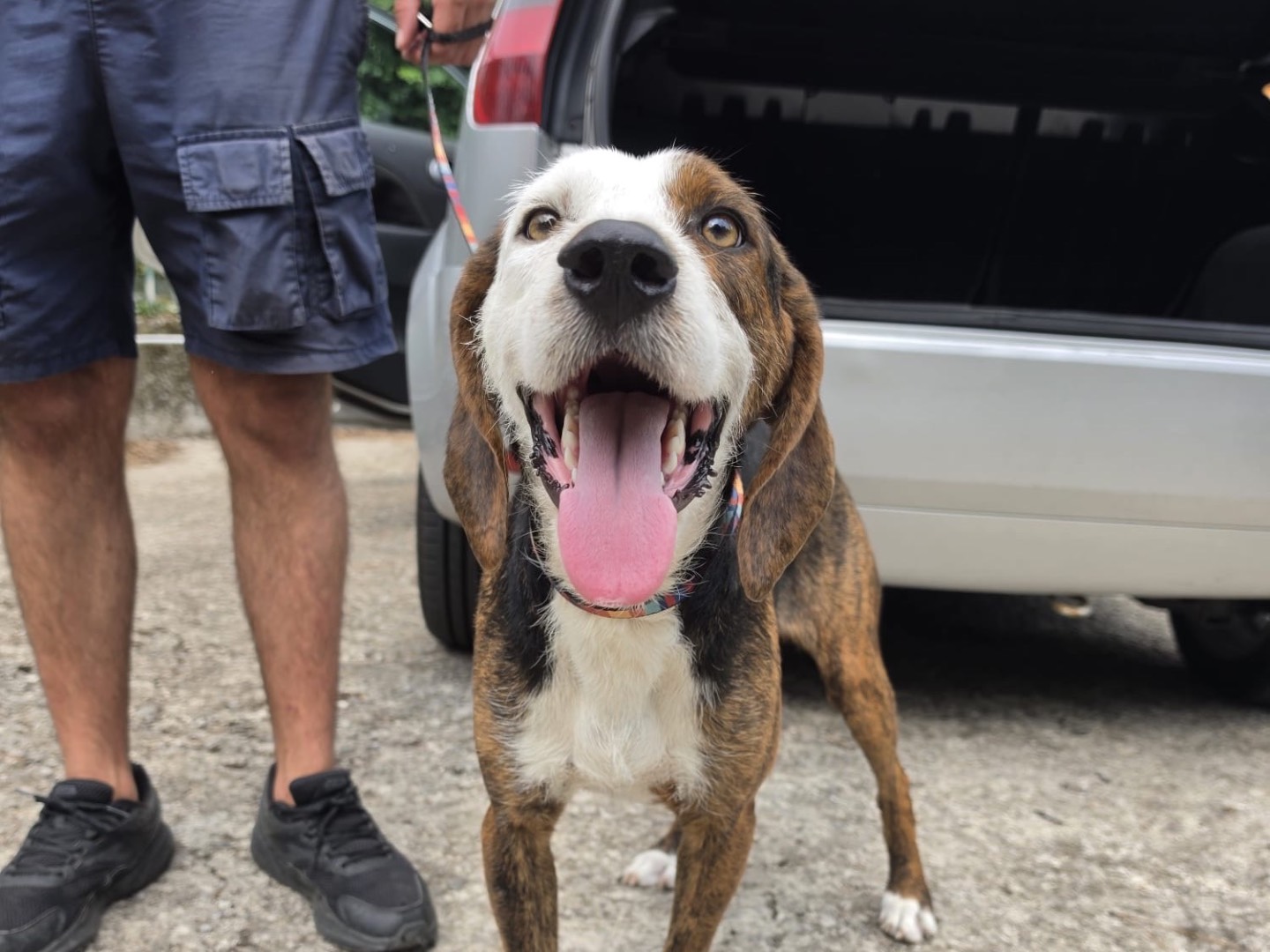 Adozione cane, maschio, Razza sconosciuta Razza sconosciuta, 1 anno e 2 mesi, taglia media, Milano