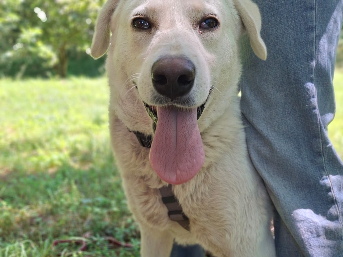 Adotta un cane, maschio, 1 anno e 6 mesi, Salerno