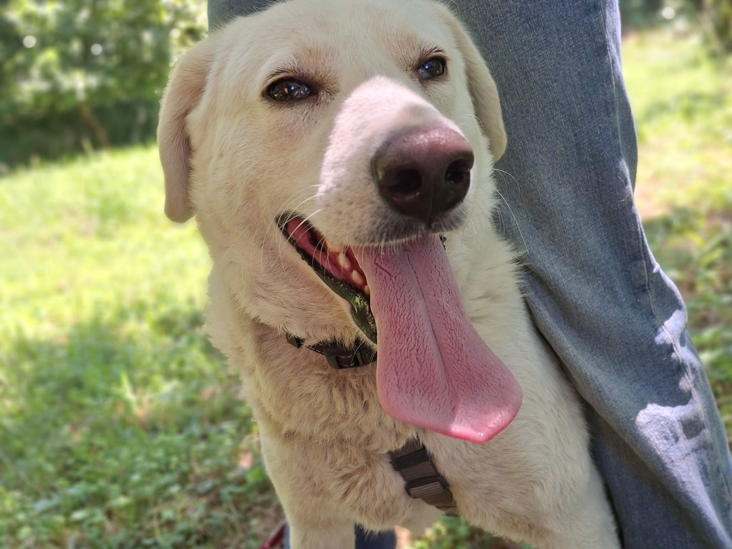 Adotta un cane, taglia media, maschio, Salerno