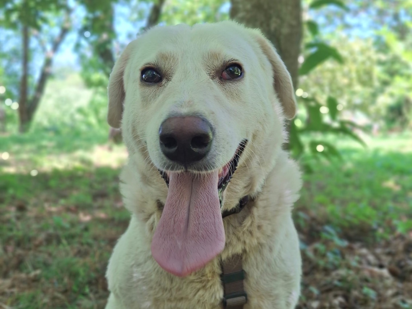 Adozione cane, maschio, Razza sconosciuta Razza sconosciuta, 1 anno e 6 mesi, taglia media, Salerno